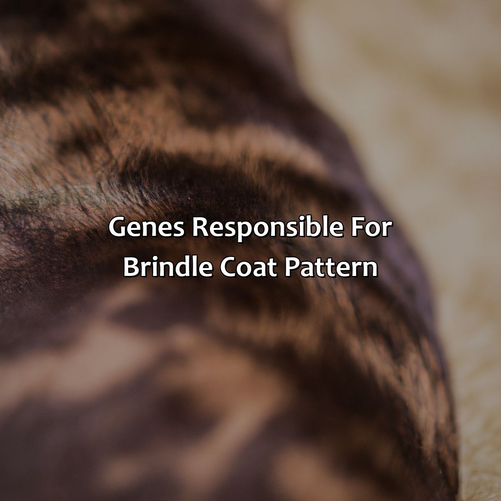Genes Responsible For Brindle Coat Pattern  - What Color Is Brindle, 
