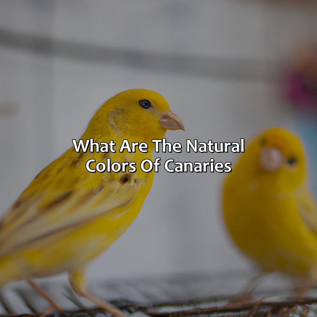 What Are The Natural Colors Of Canaries?  - What Color Is Canary, 