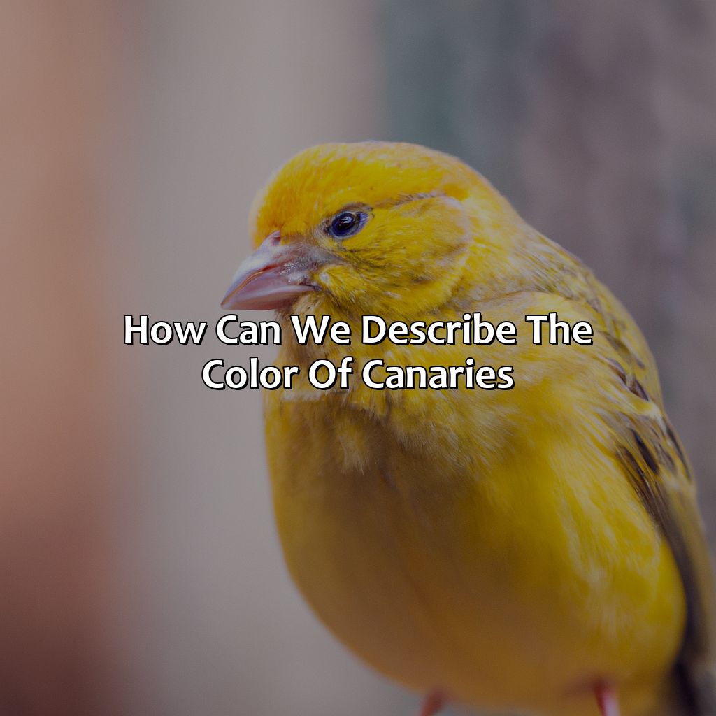 How Can We Describe The Color Of Canaries?  - What Color Is Canary, 