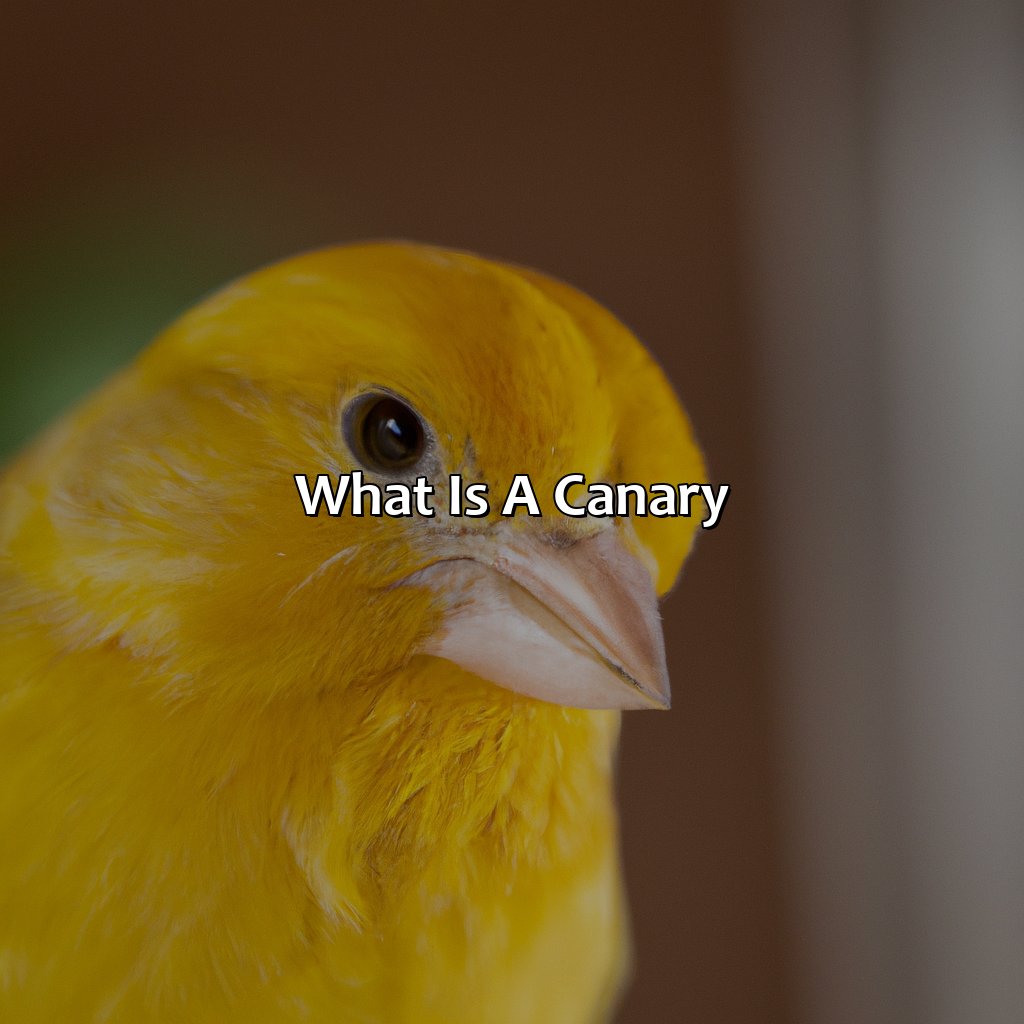 What Is A Canary?  - What Color Is Canary, 