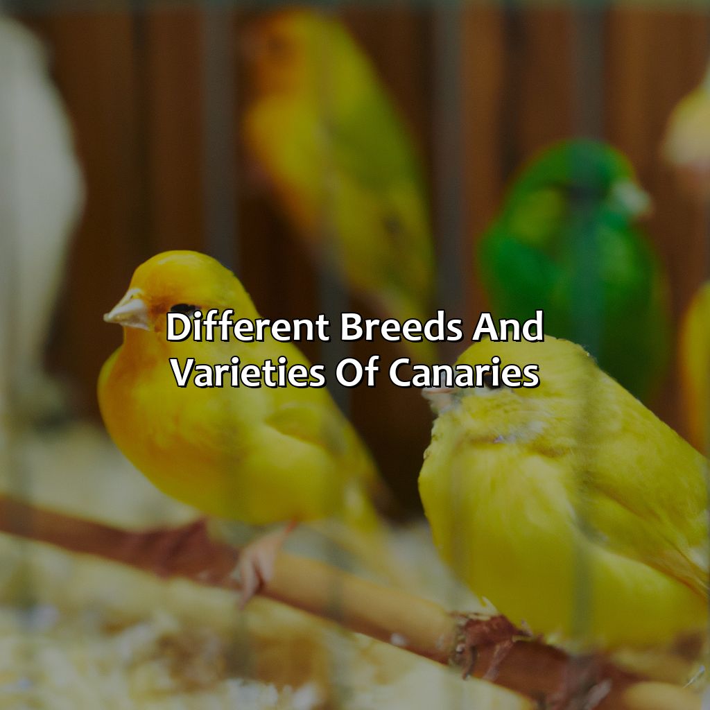 Different Breeds And Varieties Of Canaries  - What Color Is Canary, 