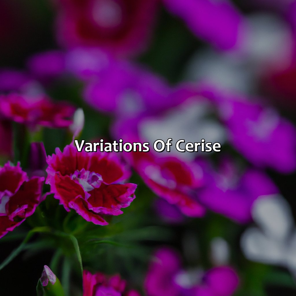 Variations Of Cerise  - What Color Is Cerise, 