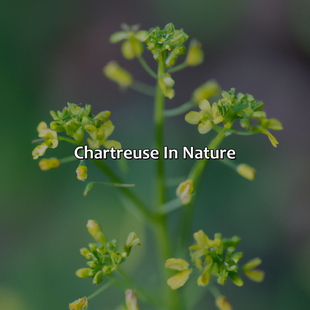 Chartreuse In Nature  - What Color Is Chartreuse, 
