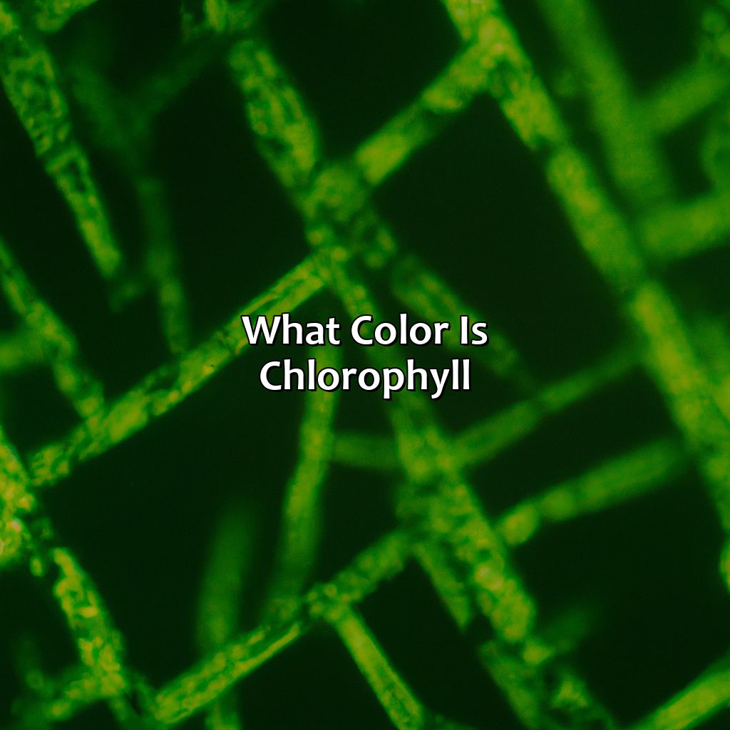 What Color Is Chlorophyll - colorscombo.com