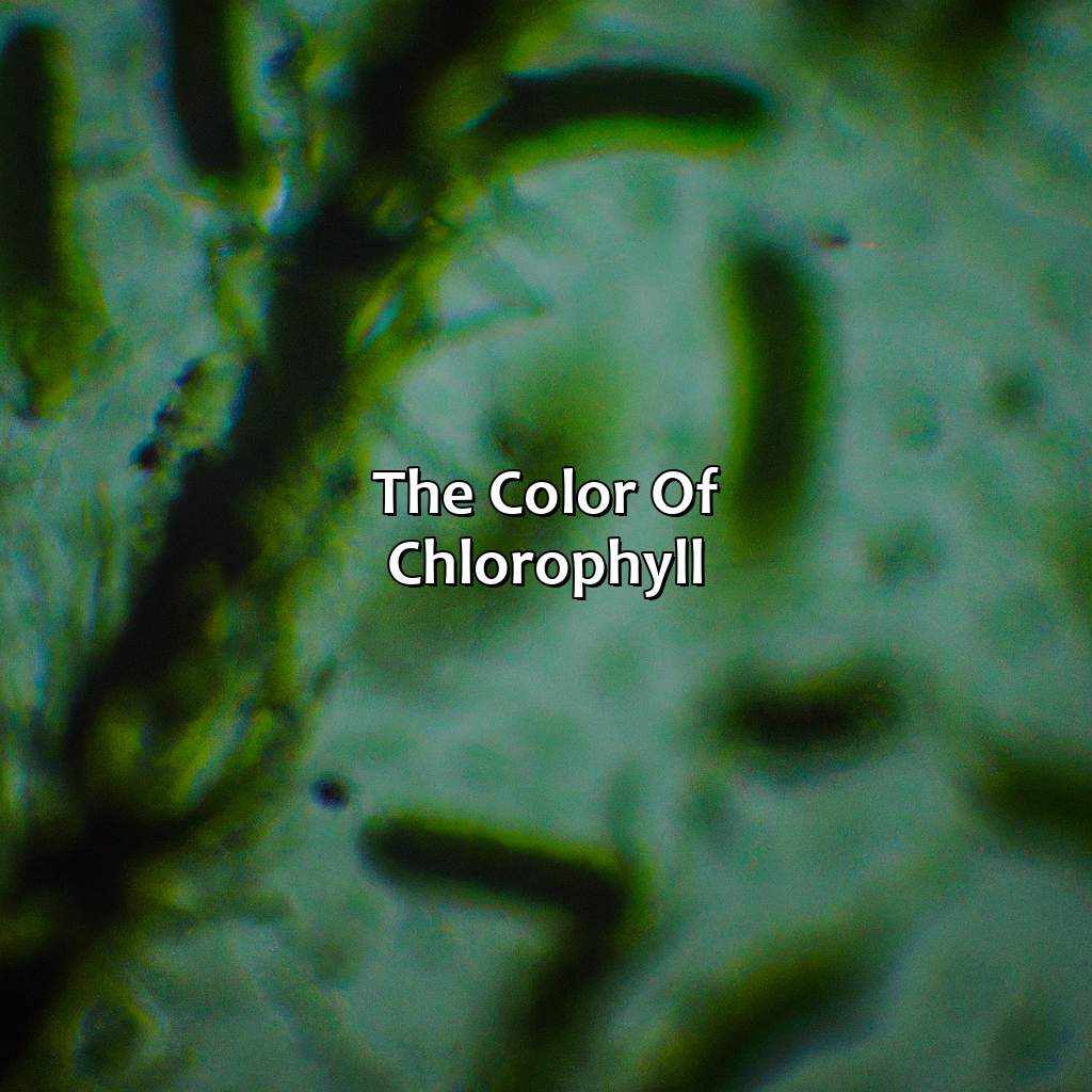 The Color Of Chlorophyll  - What Color Is Chlorophyll, 