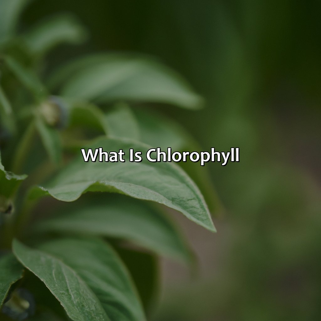 What Is Chlorophyll?  - What Color Is Chlorophyll, 