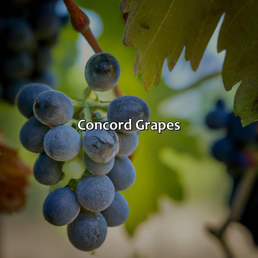 Concord Grapes  - What Color Is Concord, 