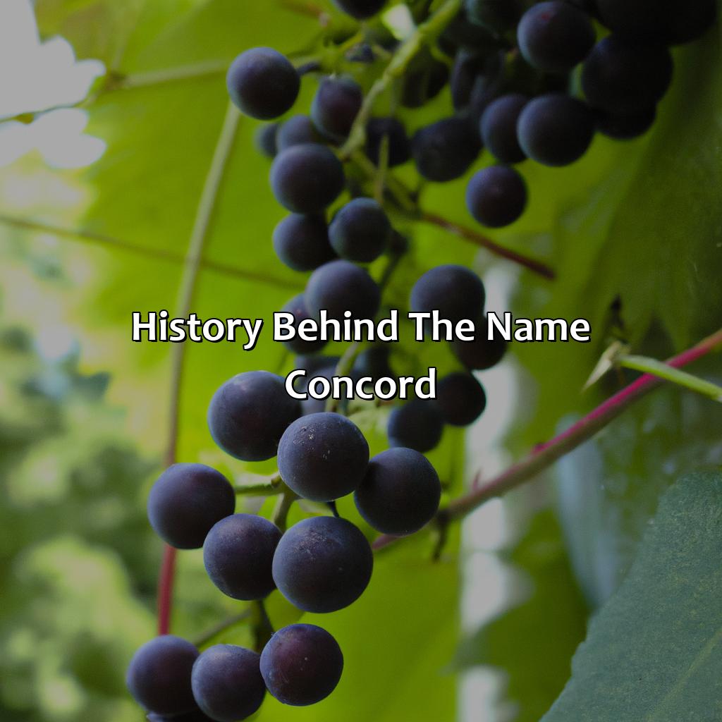 History Behind The Name Concord  - What Color Is Concord, 