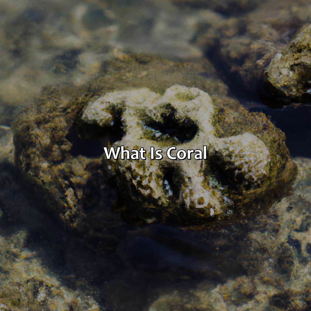 What Is Coral?  - What Color Is Coral, 