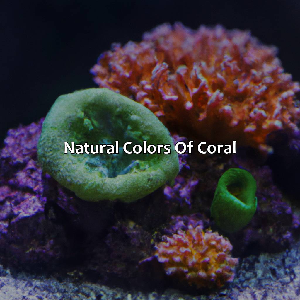 Natural Colors Of Coral  - What Color Is Coral, 