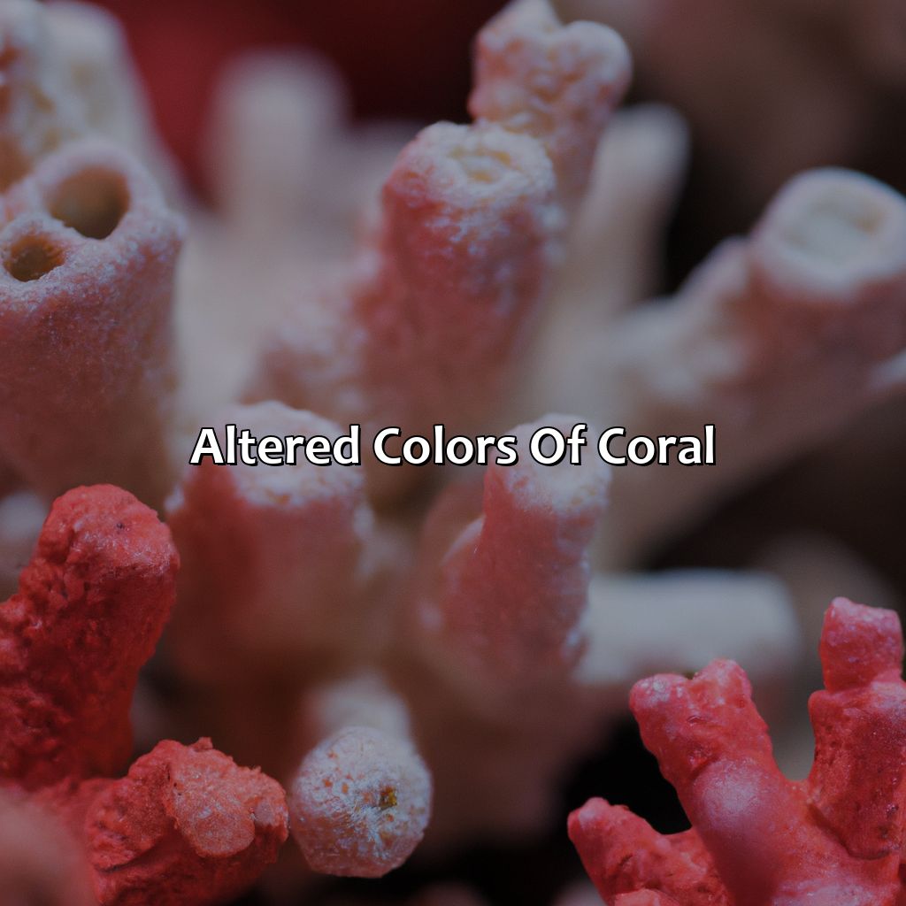Altered Colors Of Coral  - What Color Is Coral, 