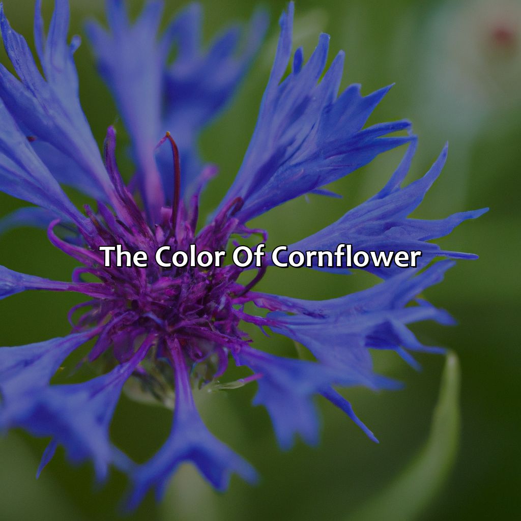 The Color Of Cornflower  - What Color Is Cornflower, 