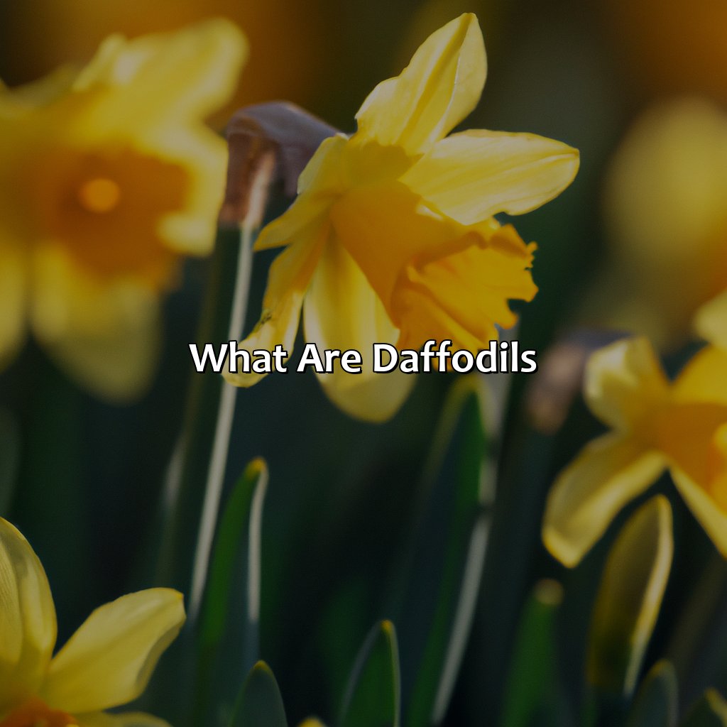 What Are Daffodils?  - What Color Is Daffodils, 