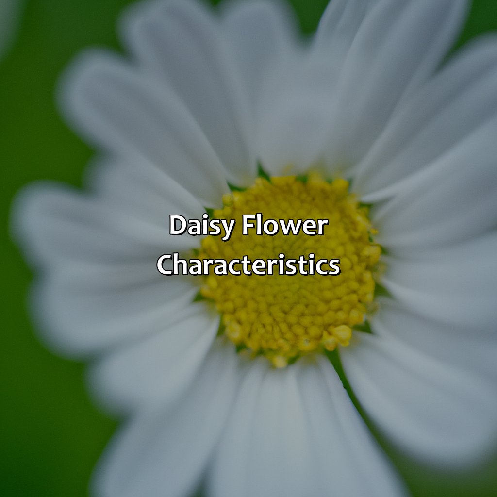Daisy Flower Characteristics  - What Color Is Daisy, 