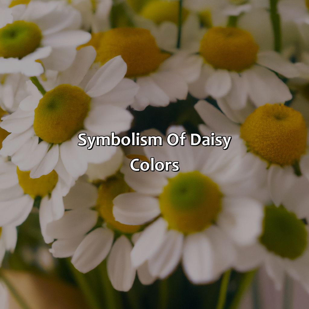 Symbolism Of Daisy Colors  - What Color Is Daisy, 