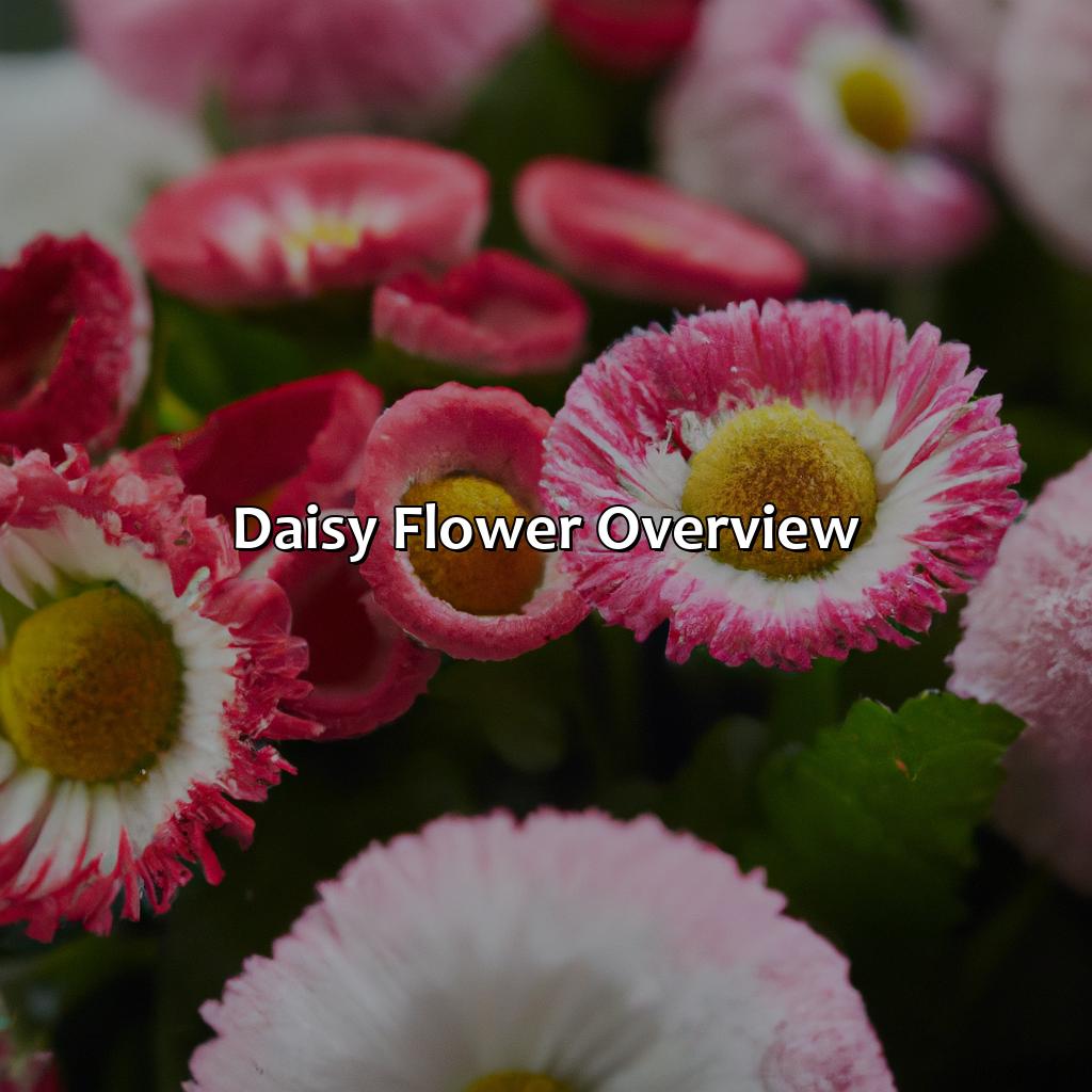 Daisy Flower Overview  - What Color Is Daisy, 