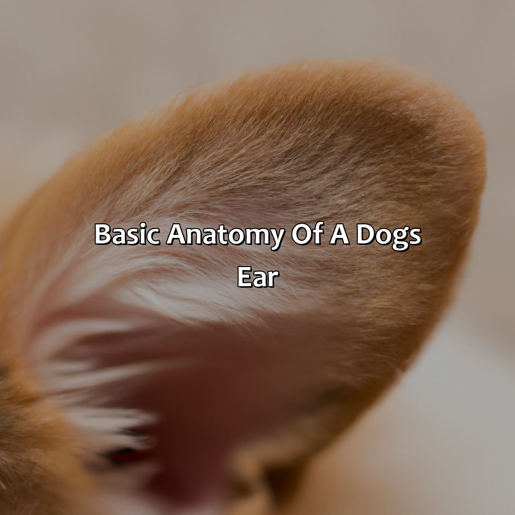 Basic Anatomy Of A Dog