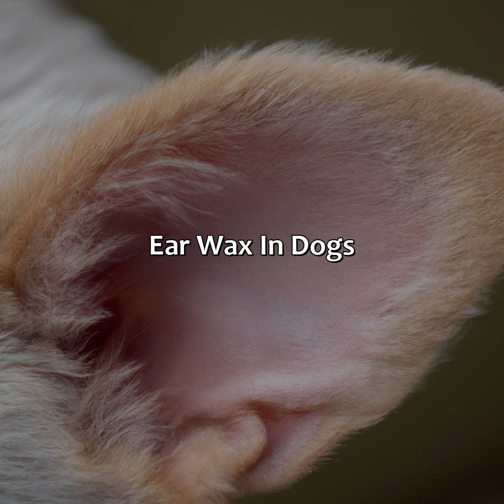 Ear Wax In Dogs  - What Color Is Dog Ear Wax, 
