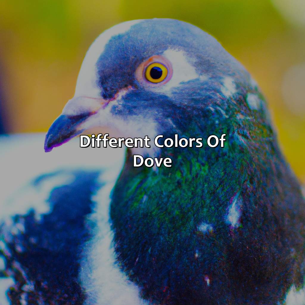 Different Colors Of Dove  - What Color Is Dove, 