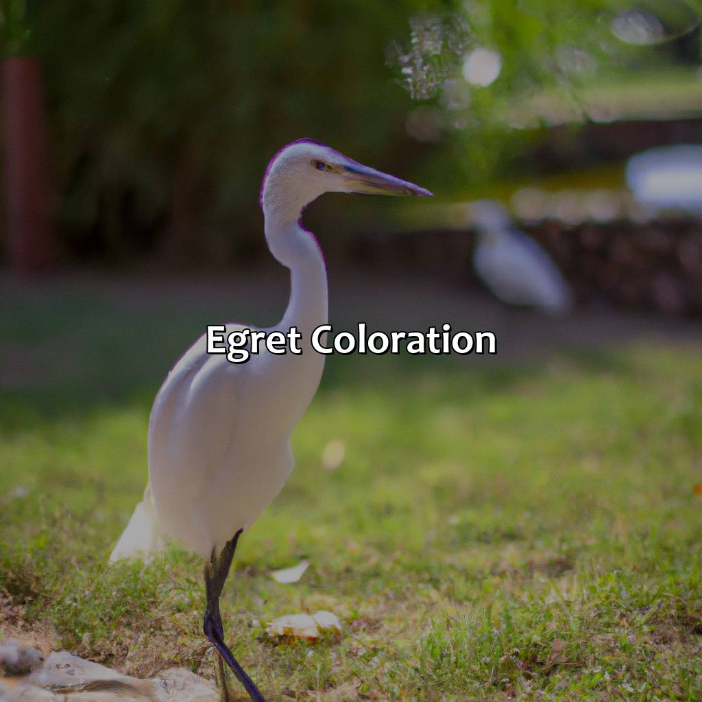 Egret Coloration  - What Color Is Egret, 