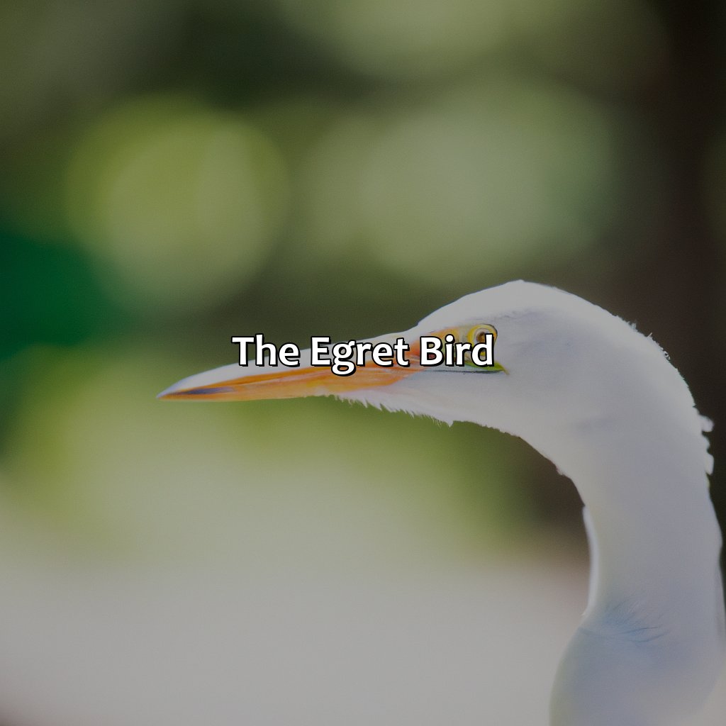 The Egret Bird  - What Color Is Egret, 