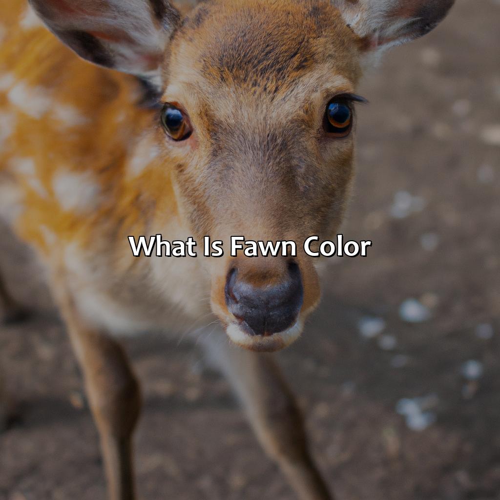 What Is Fawn Color?  - What Color Is Fawn, 
