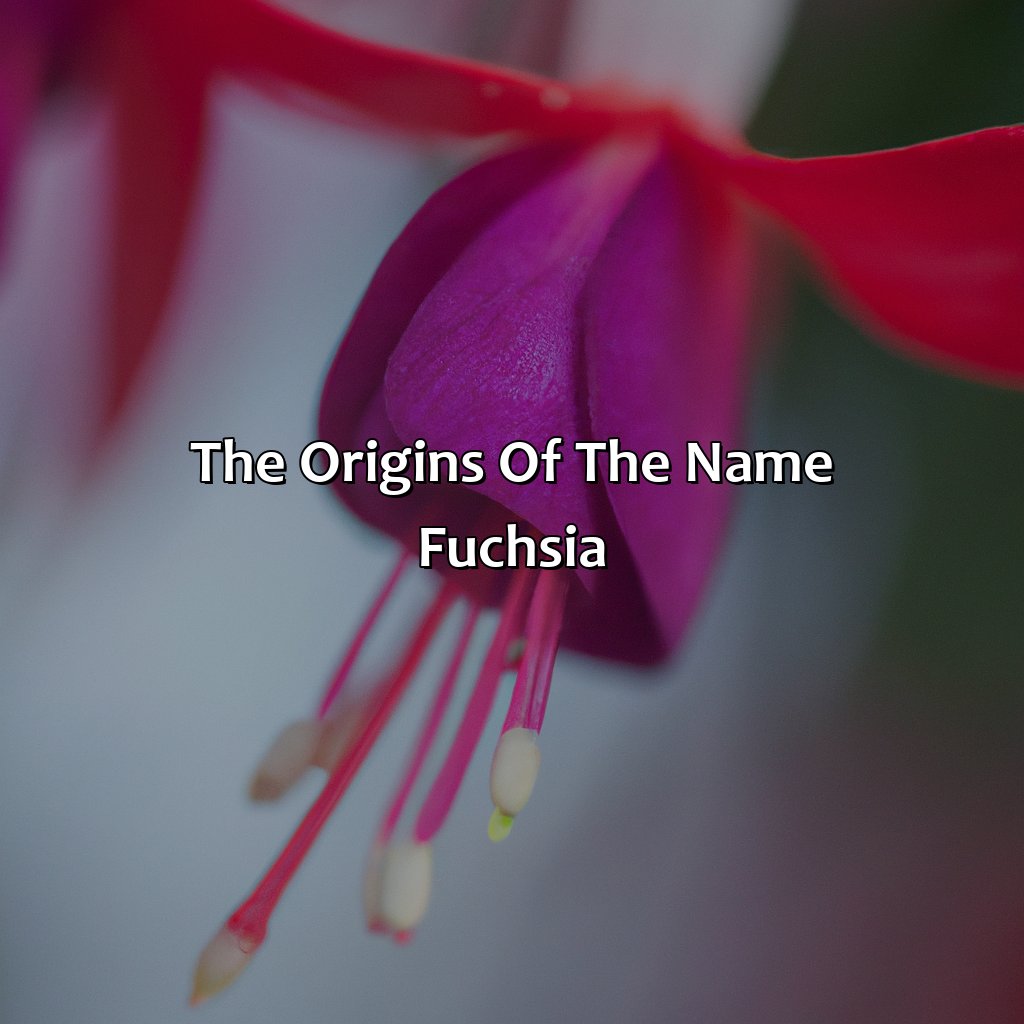 The Origins Of The Name Fuchsia - What Color Is Fuchsia, 