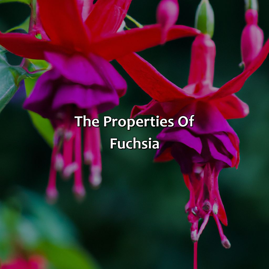 The Properties Of Fuchsia  - What Color Is Fuchsia, 