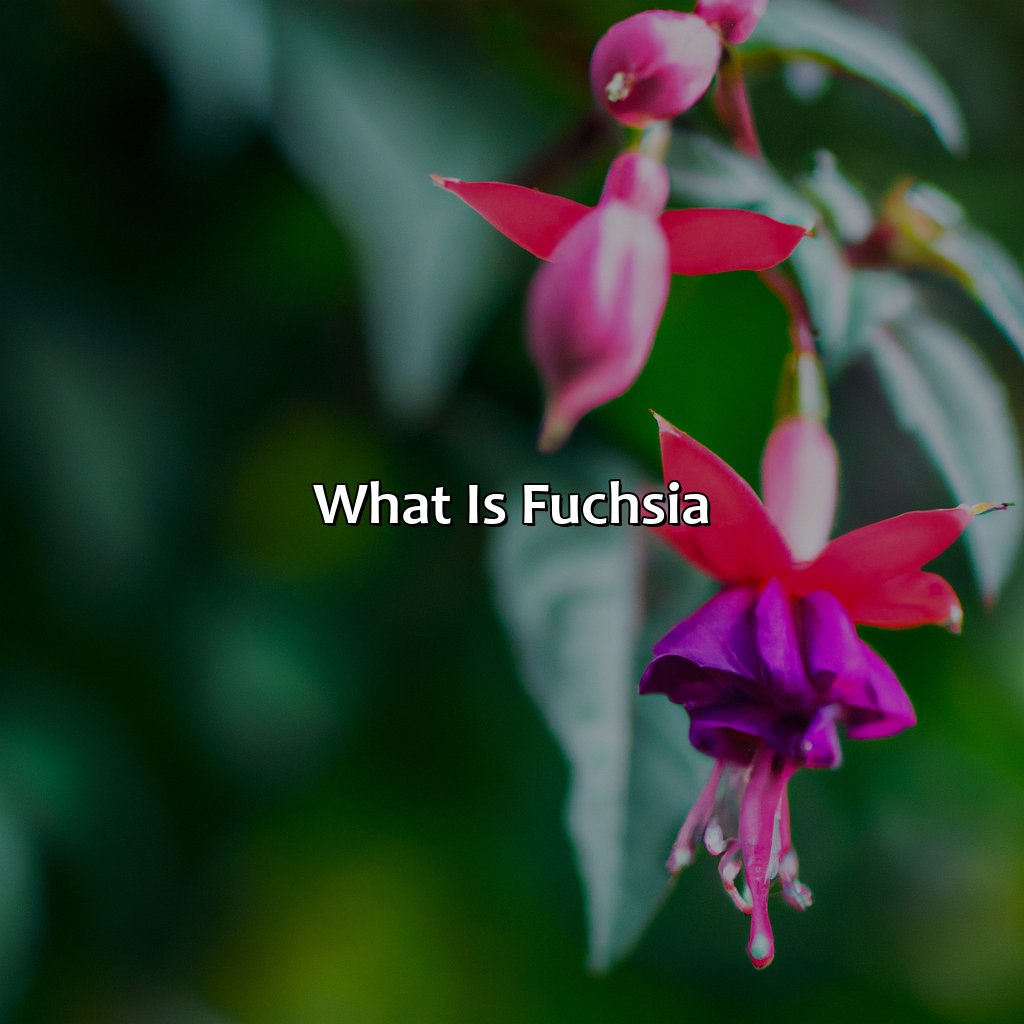 What Is Fuchsia  - What Color Is Fuchsia, 
