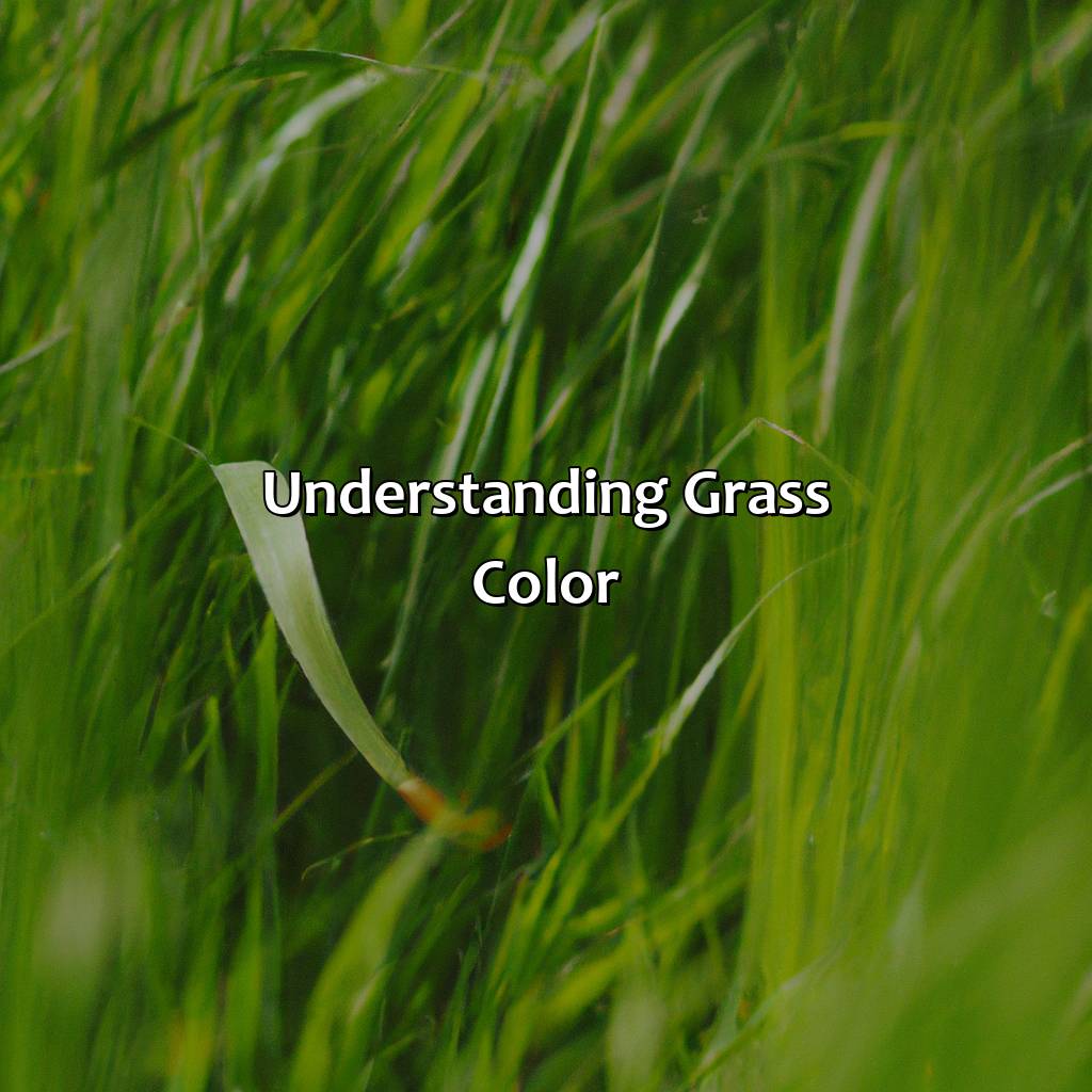 Understanding Grass Color  - What Color Is Grass, 