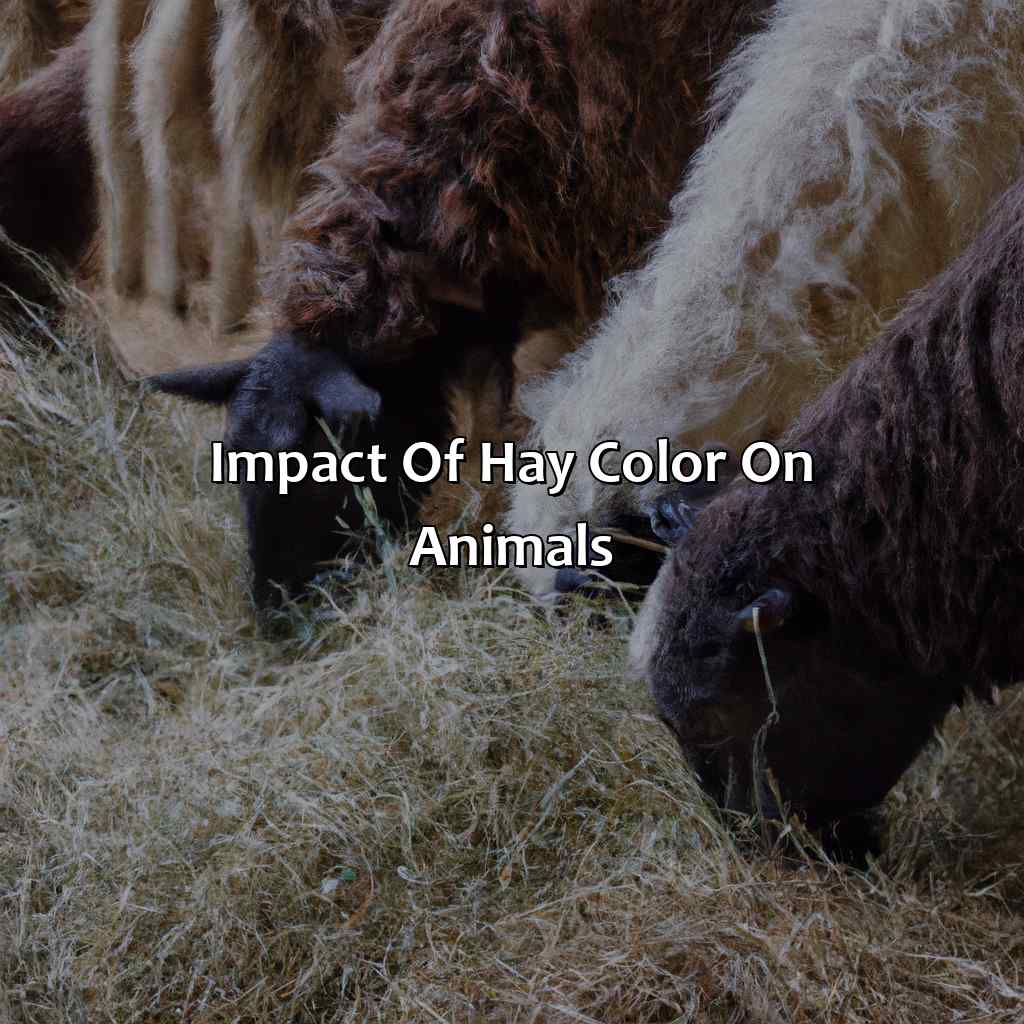 Impact Of Hay Color On Animals - What Color Is Hay, 