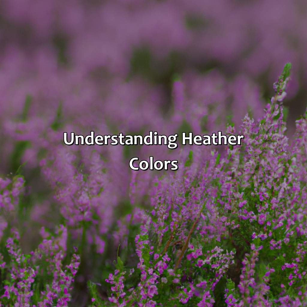 Understanding Heather Colors  - What Color Is Heather, 