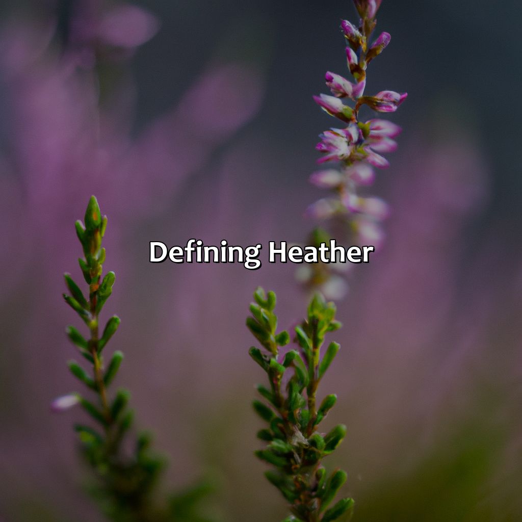 Defining Heather  - What Color Is Heather, 