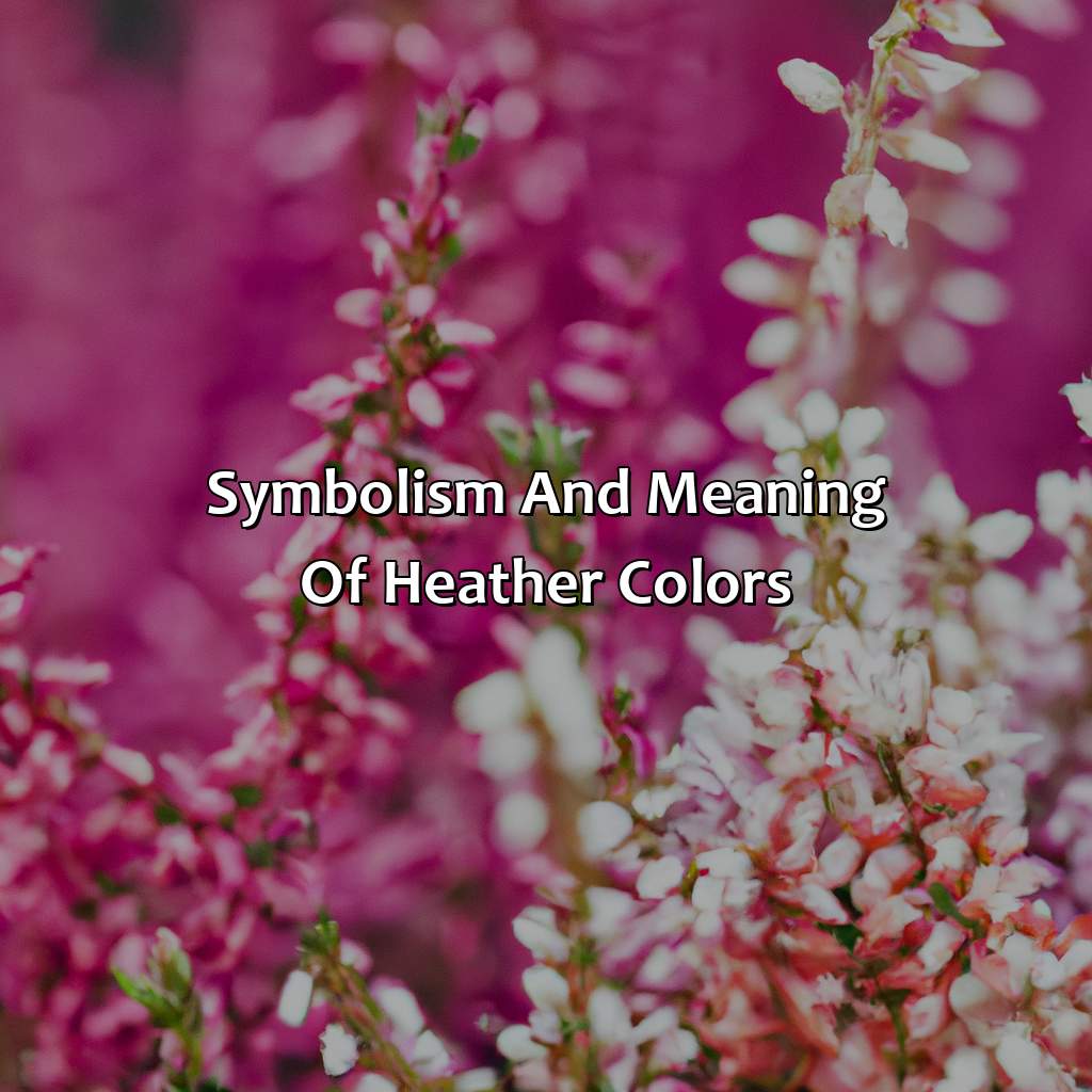 Symbolism And Meaning Of Heather Colors  - What Color Is Heather, 