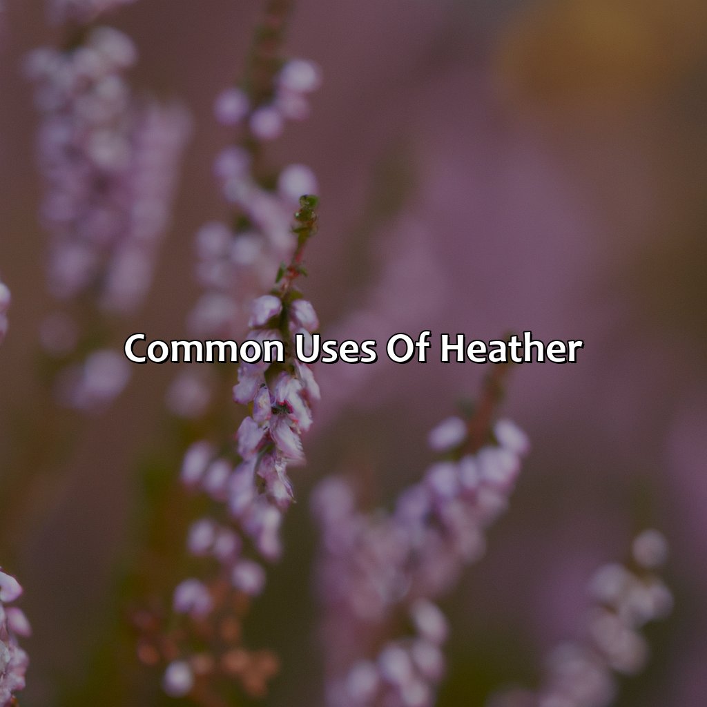 Common Uses Of Heather  - What Color Is Heather, 