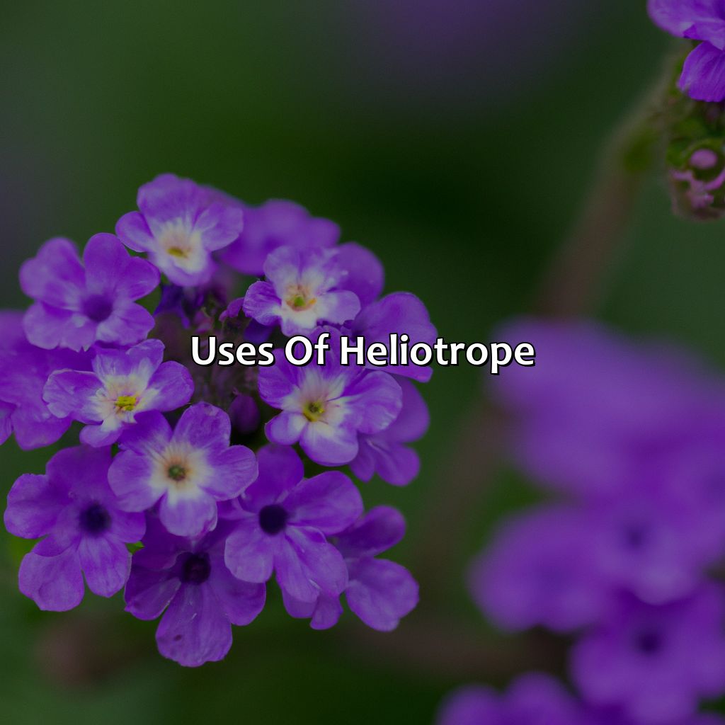 Uses Of Heliotrope  - What Color Is Heliotrope, 