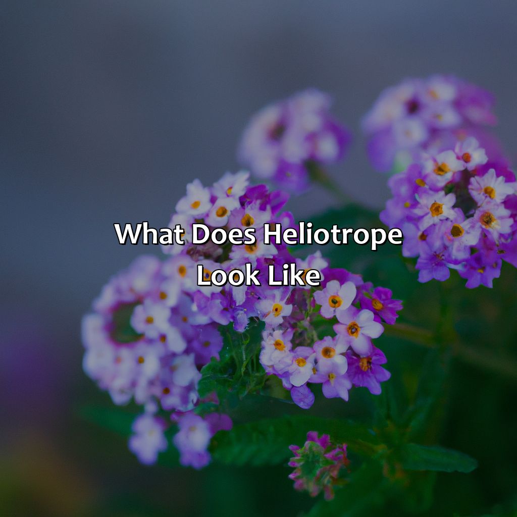 What Does Heliotrope Look Like?  - What Color Is Heliotrope, 