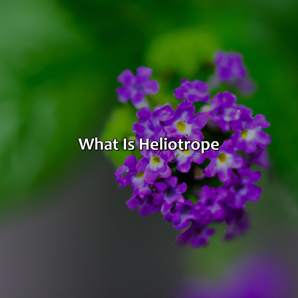What Is Heliotrope?  - What Color Is Heliotrope, 