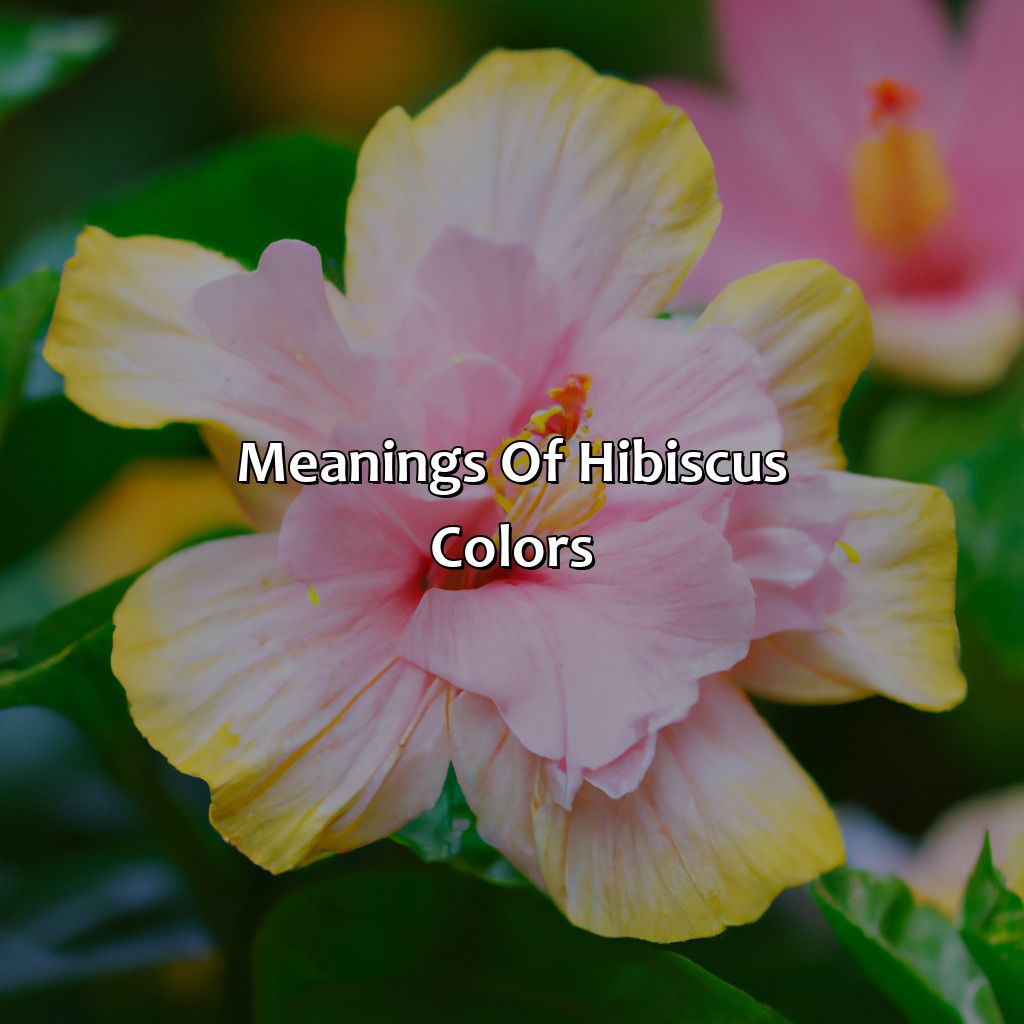 Meanings Of Hibiscus Colors  - What Color Is Hibiscus, 