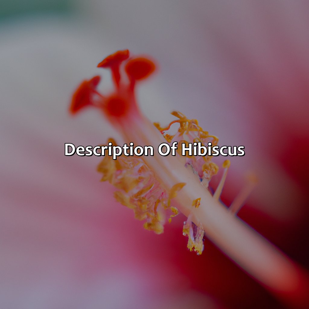 Description Of Hibiscus  - What Color Is Hibiscus, 
