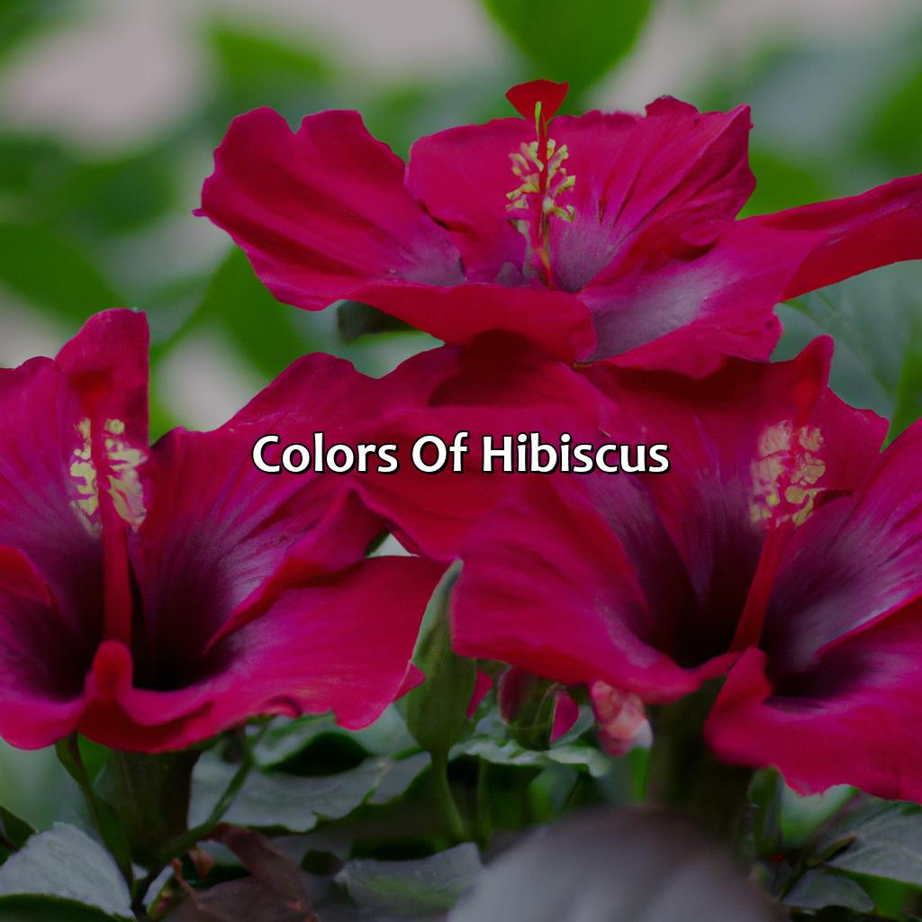 Colors Of Hibiscus  - What Color Is Hibiscus, 