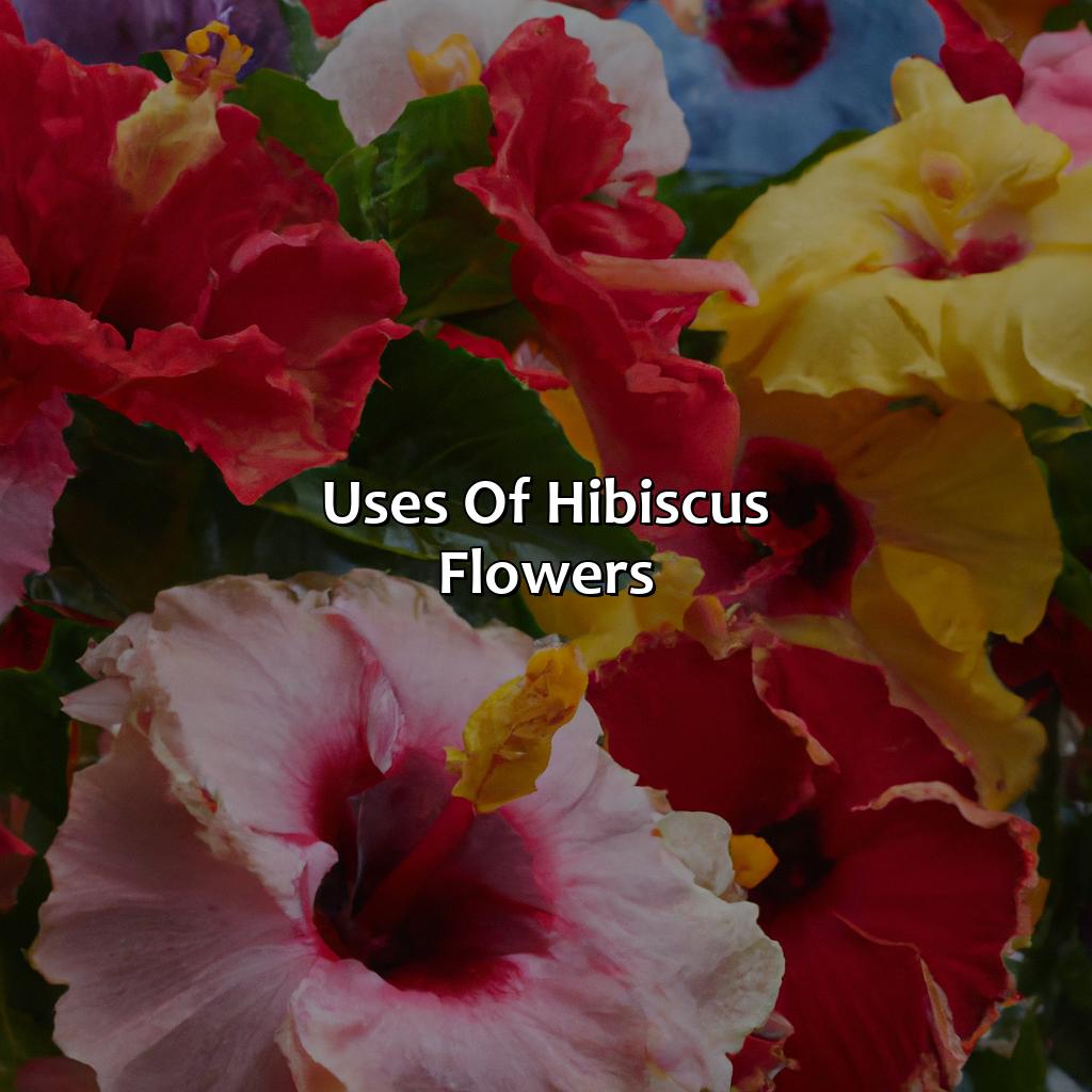 Uses Of Hibiscus Flowers  - What Color Is Hibiscus, 