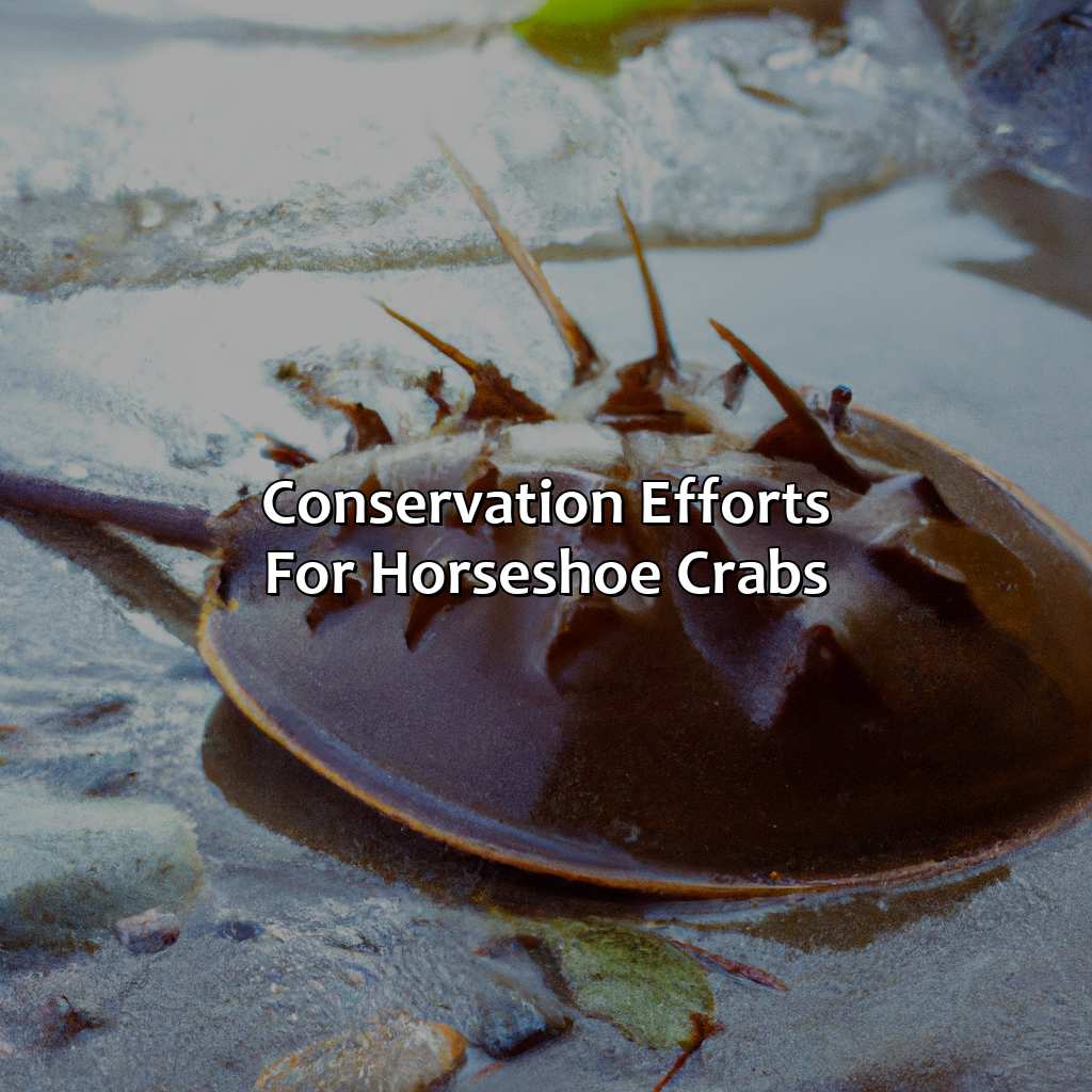Conservation Efforts For Horseshoe Crabs  - What Color Is Horseshoe Crab Blood, 
