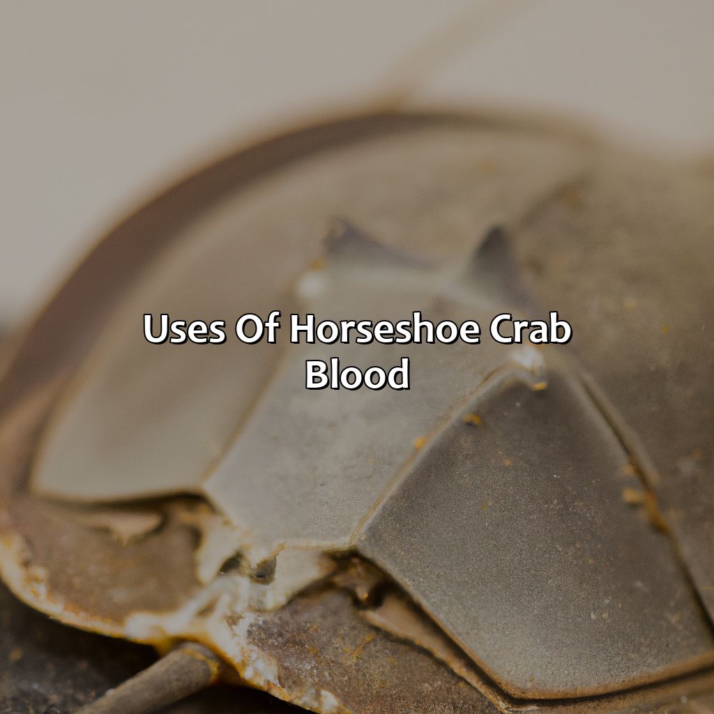 Uses Of Horseshoe Crab Blood  - What Color Is Horseshoe Crab Blood, 