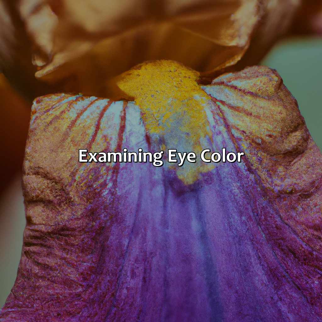 Examining Eye Color  - What Color Is Iris, 