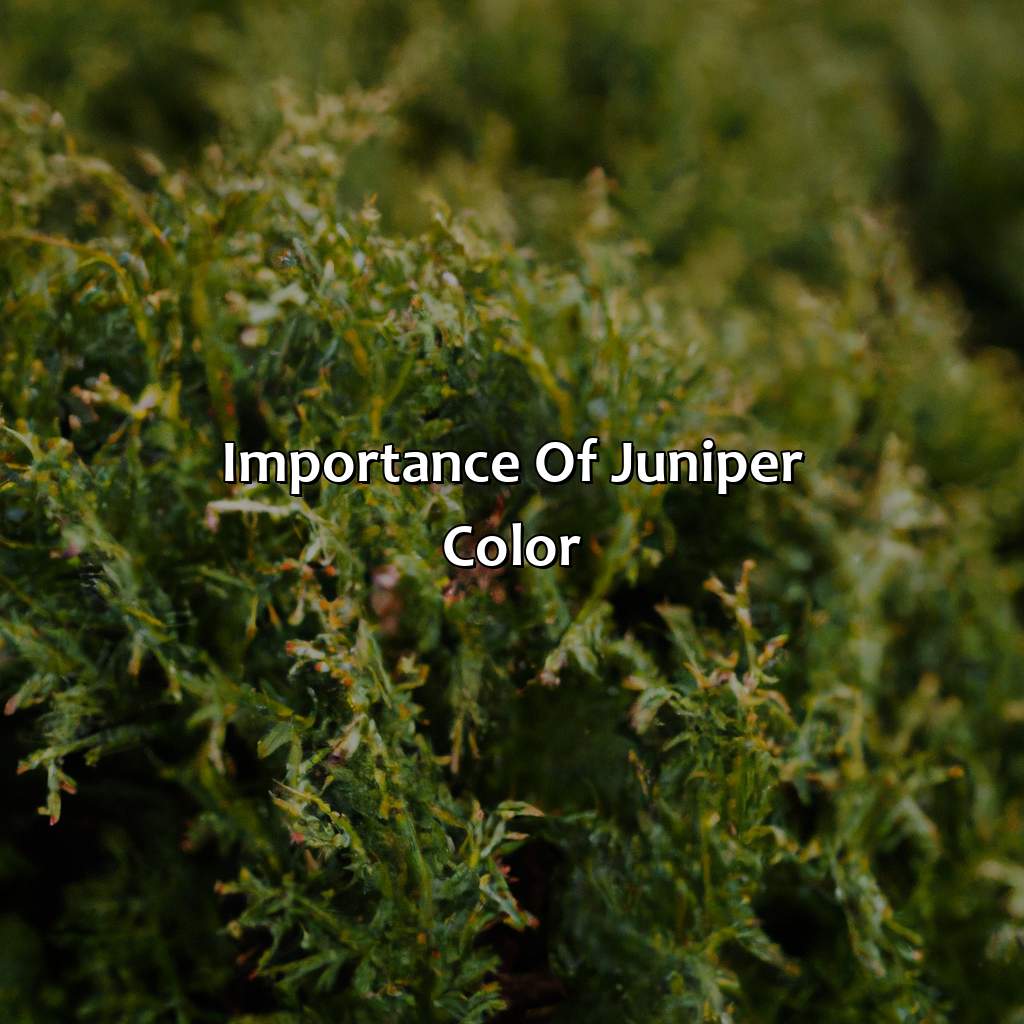 Importance Of Juniper Color  - What Color Is Juniper, 