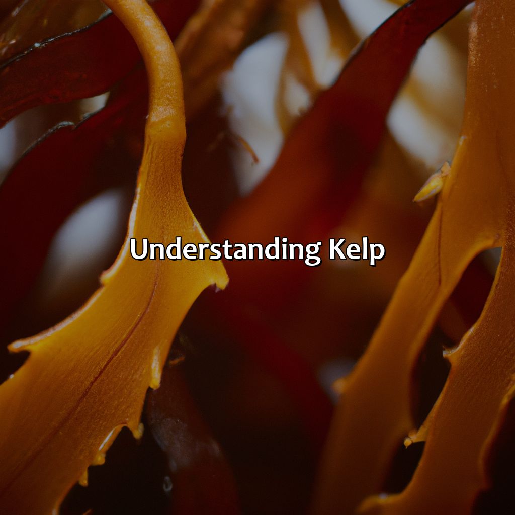 Understanding Kelp - What Color Is Kelp, 