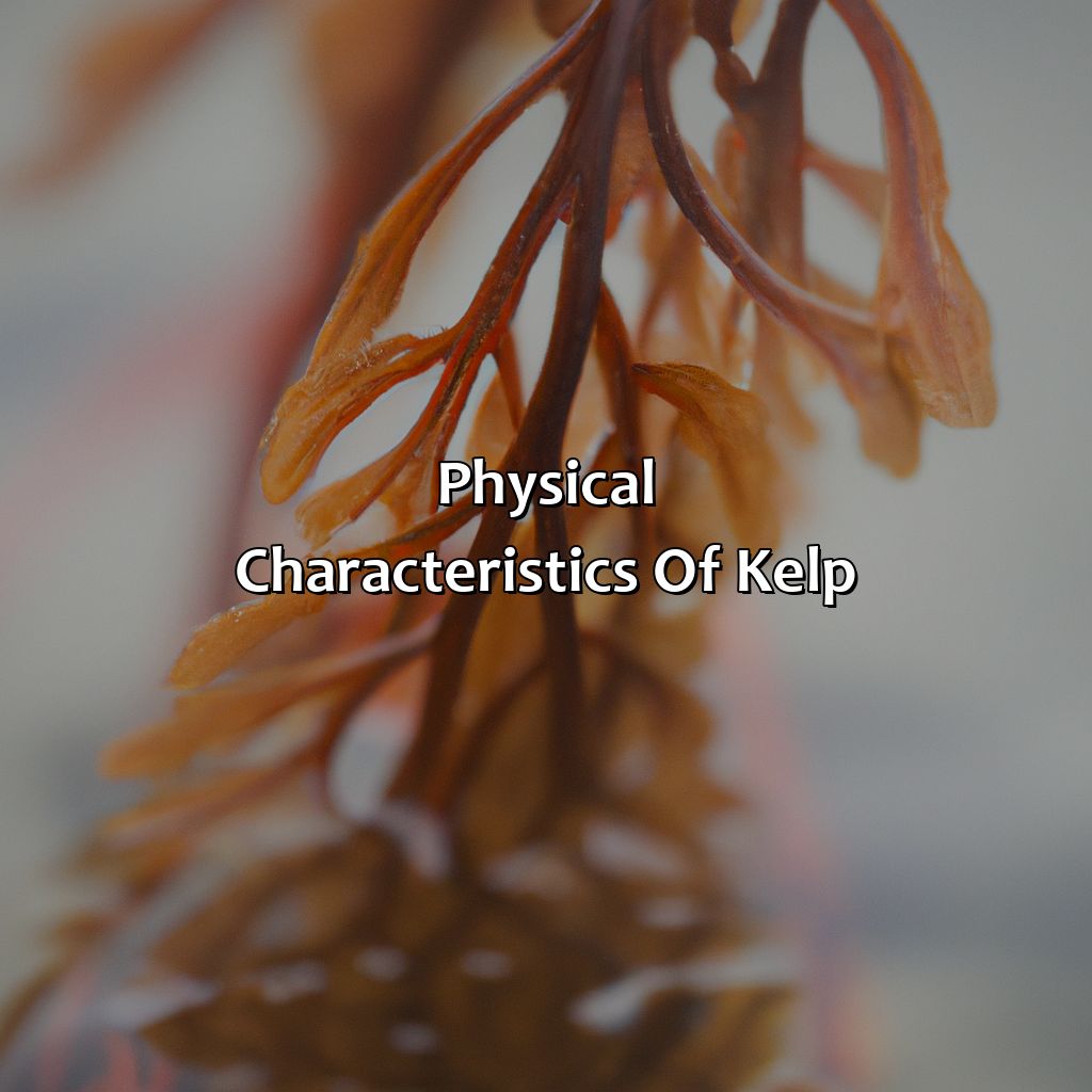 Physical Characteristics Of Kelp - What Color Is Kelp, 