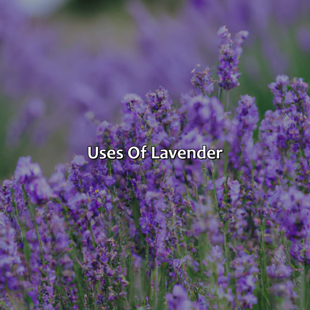 Uses Of Lavender - What Color Is Lavender, 
