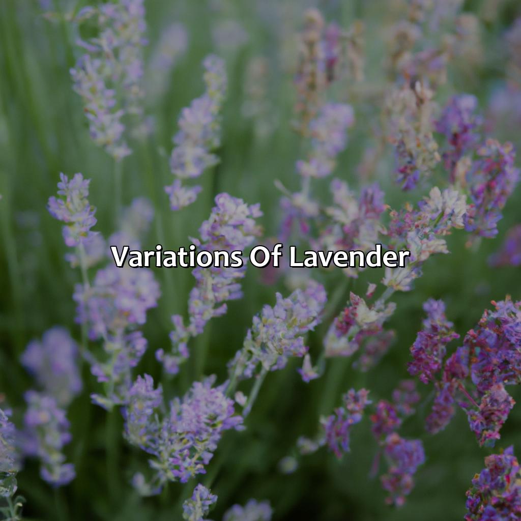 Variations Of Lavender  - What Color Is Lavender, 